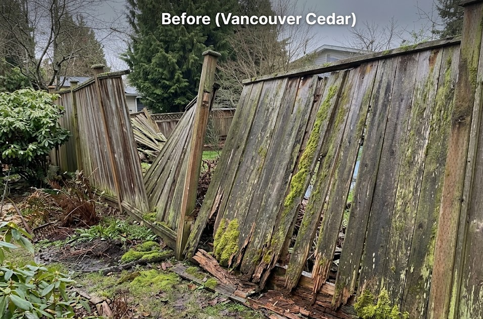 Before — collapsed Vancouver cedar fence