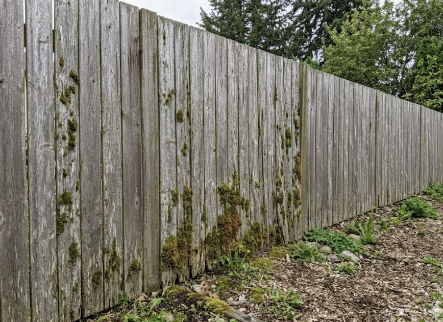Moss and grey weathering on cedar fence
